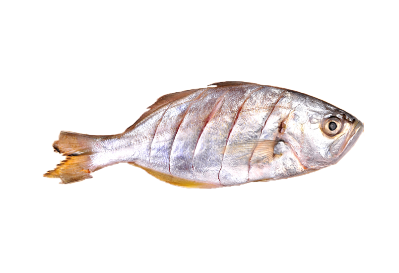 FALSE TREVALLY (WHITE FISH )700G FALSE TRAVELLY (WHITE FISH )700G