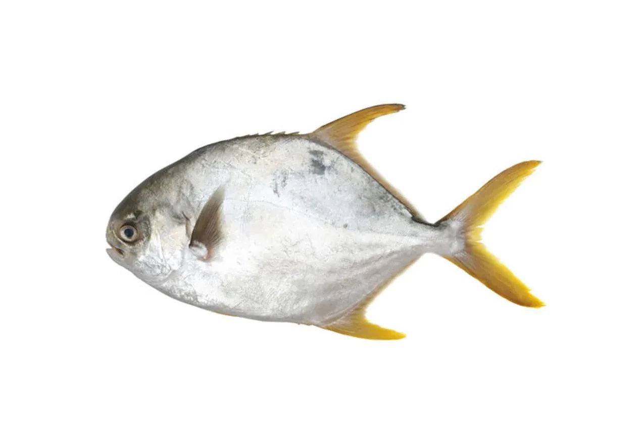 GOLDEN POMFRET 400/500 - Kashmir Watan Foodstores