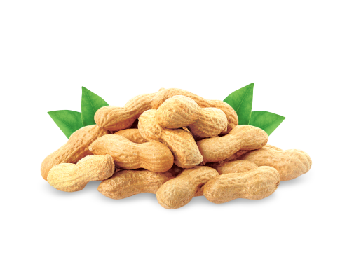 PEANUT