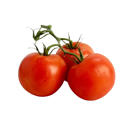 TOMATO VINE - Kashmir Watan Foodstores