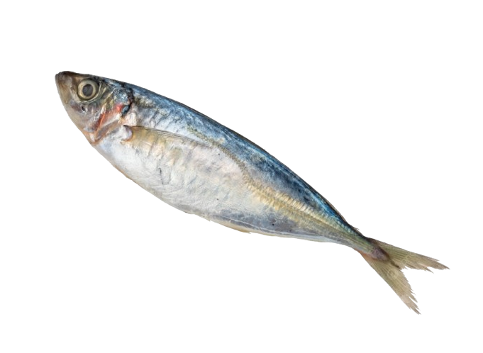 MACKEREL SPANISH/SCOTISH