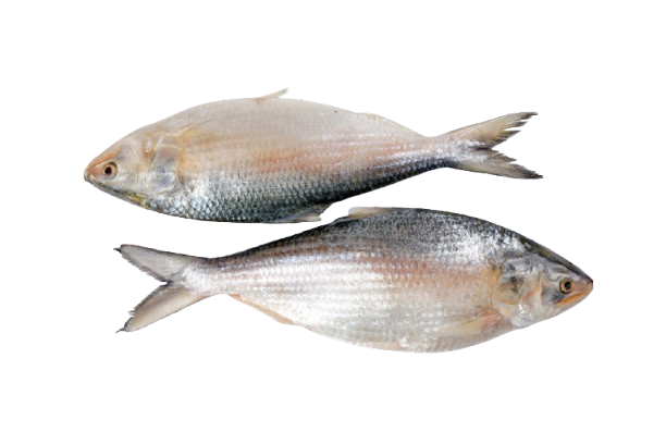 HILSHA MAYANMAR FISH