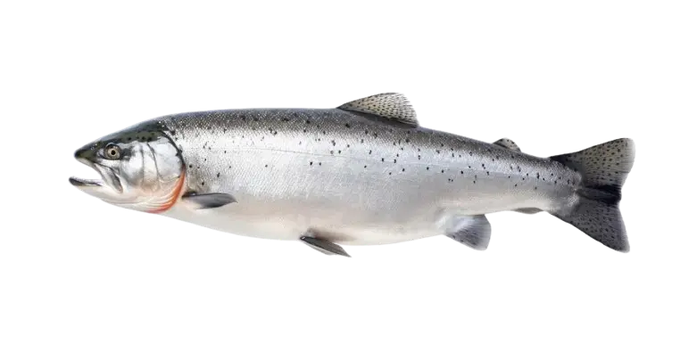 SALMON FISH PER KG SALMON FISH