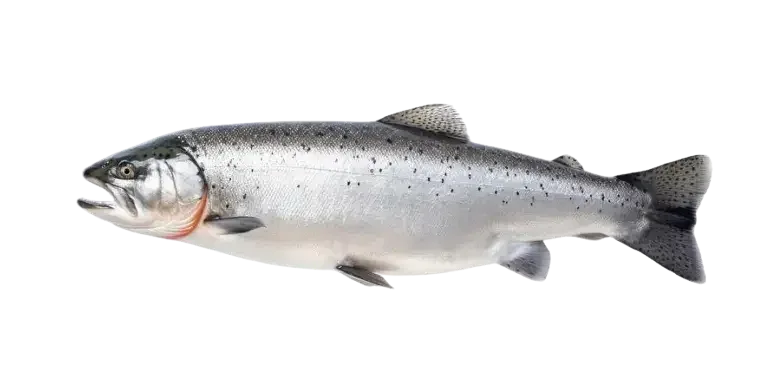 SALMON FISH PER KG - Kashmir Watan Foodstores