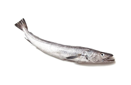 SILVER HAKE FISH