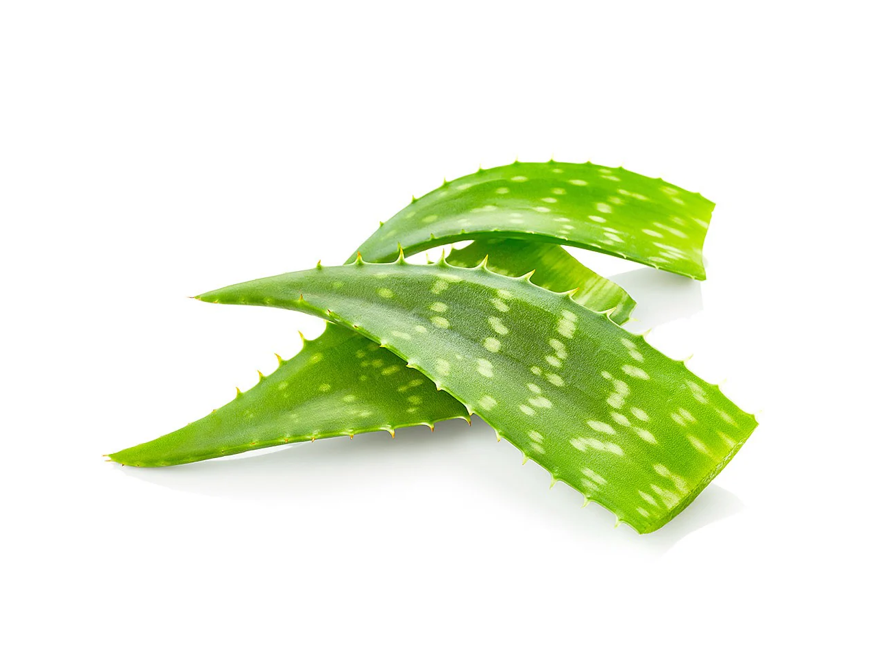 ALOE VERA FRESH