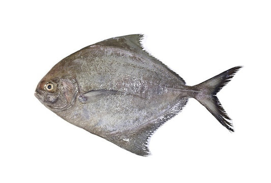 BLACK POMFRET