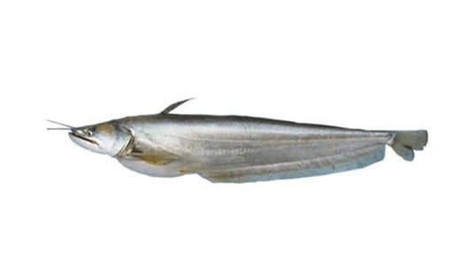 BOAL WHOLE