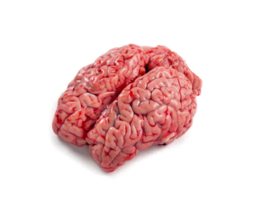 LAMB BRAIN
