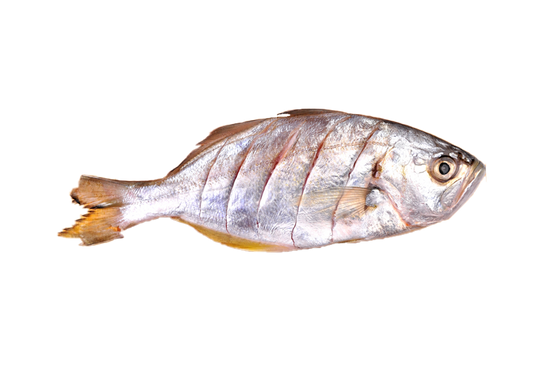 FALSE TREVALLY (WHITE FISH )700G