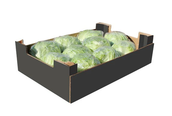 ICEBERG /LETTUCE BOX