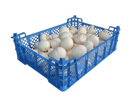 MUSHROOM FRESH BOX