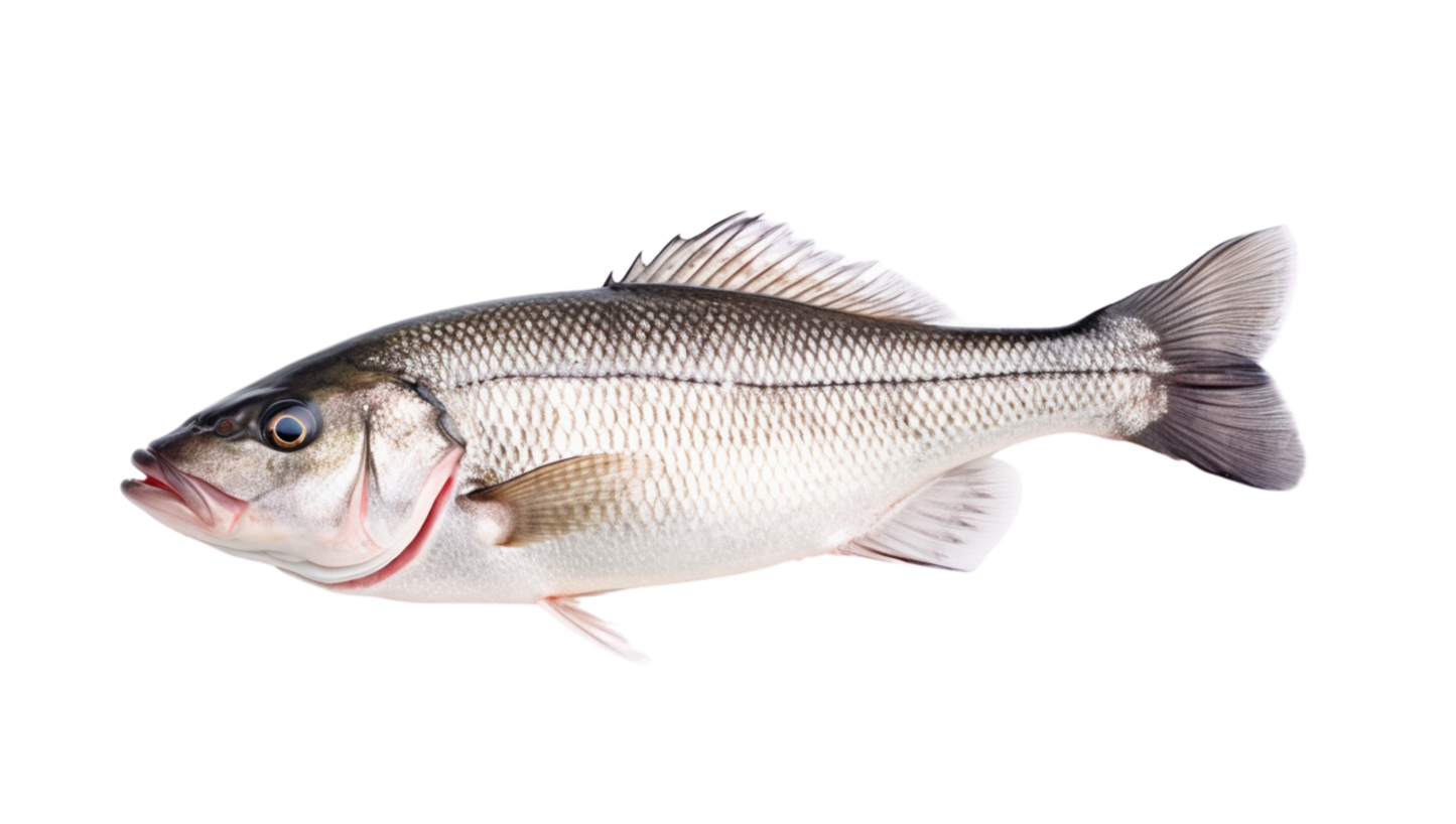 SEA BASS FISH CUT
