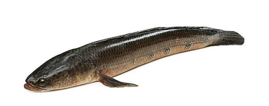 SHOWL FISH/GOZAR