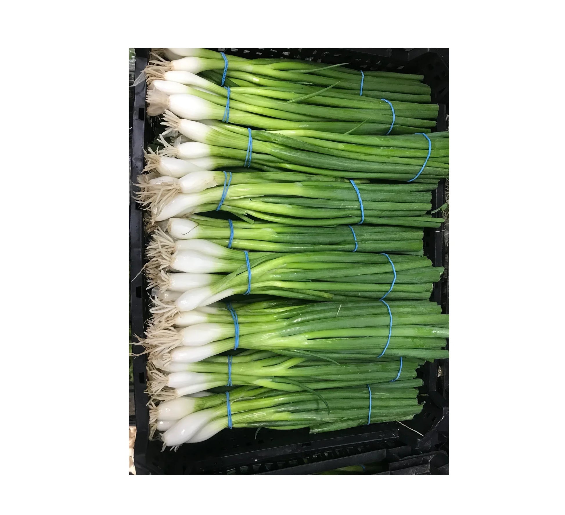 SPRING ONION BOX 14 BUNCH - Kashmir Watan Foodstores