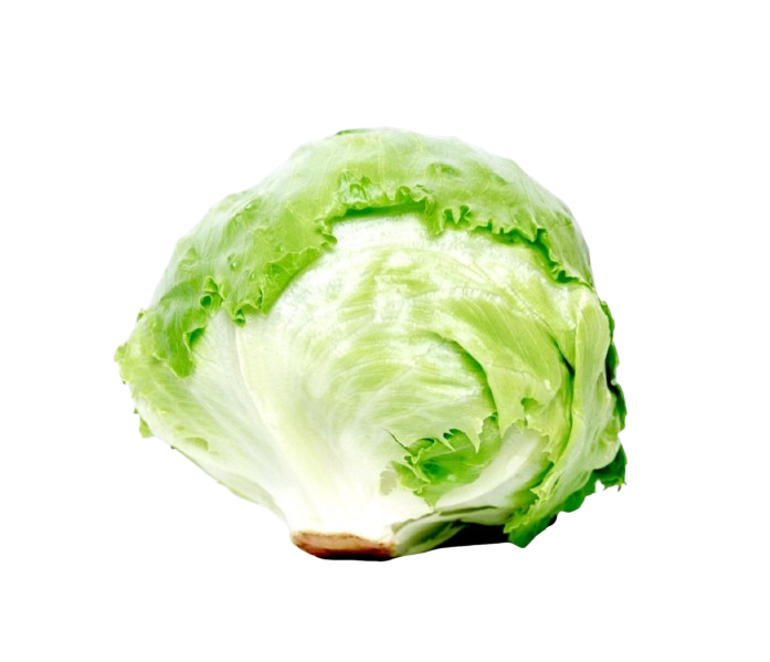 ICEBERG /LETTUCE
