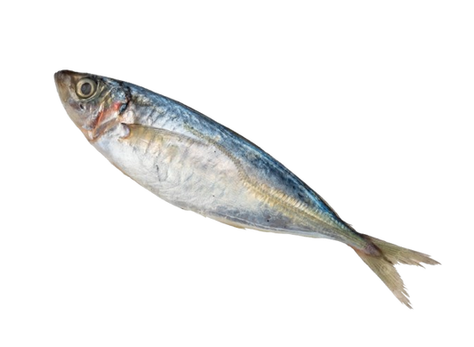 MACKEREL SPANISH/SCOTISH