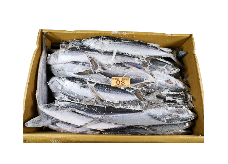 MACKEREL SPANISH/SCOTISH BOX